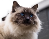 балинез кошка